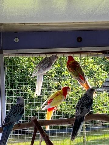 Rosella's en pennanten, Plusieurs animaux, Perruche, Bagué