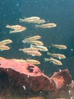 Cichla fogo en pinema 6/8 cm, Ophalen, Zo goed als nieuw