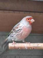 Canari à vendre, Mannelijk, Zangkanarie