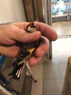 Mâle Parva, Animaux & Accessoires, Oiseaux | Oiseaux Autre, Mâle, Oiseau chanteur sauvage