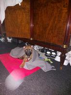 Mechelse herder pup, Animaux & Accessoires, Chiens | Bergers & Bouviers, Particulier, Maladie de Carré (chiens), Chienne, 8 à 15 semaines