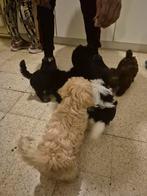 Puppys bichon, Entreprise, Achat