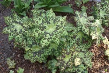Podophyllium "Spotty Dotty" beschikbaar voor biedingen