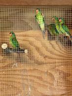Swiftparkieten, Dieren en Toebehoren, Vogels | Parkieten en Papegaaien, Geringd