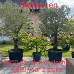 ‼️olijfbomen olea europaea aan promoprijzen ‼️, Ophalen