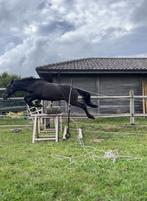D pony te koop, Dieren en Toebehoren, Pony's, Ruin, Springpony, 3 tot 6 jaar, Gechipt