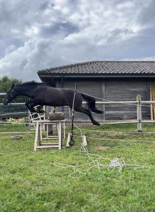 D pony te koop, Dieren en Toebehoren, Pony's, Ruin, D pony (1.37m tot 1.48m), Springpony, 3 tot 6 jaar, Gechipt, Ontwormd