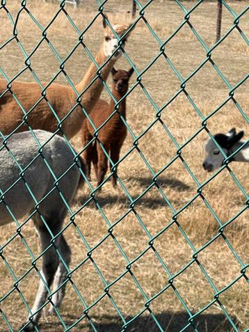 Alpaca’s merrie’s beschikbaar voor biedingen