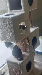 BRITSE KORTHAAR KITTEN met stamboom, Dieren en Toebehoren, Katten en Kittens | Raskatten | Korthaar, Poes, Gechipt, 0 tot 2 jaar