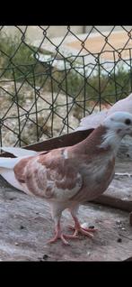 Iraanse duiven, Dieren en Toebehoren, Vogels | Duiven