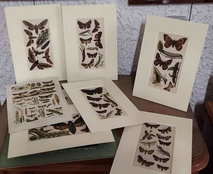 Diverse decoratieve grafiek- zie omschrijving, Antiek en Kunst, Kunst | Overige Kunst, Ophalen