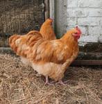 Orpington haan, Dieren en Toebehoren
