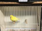 Gele kanaries, Dieren en Toebehoren, Vogels | Kanaries
