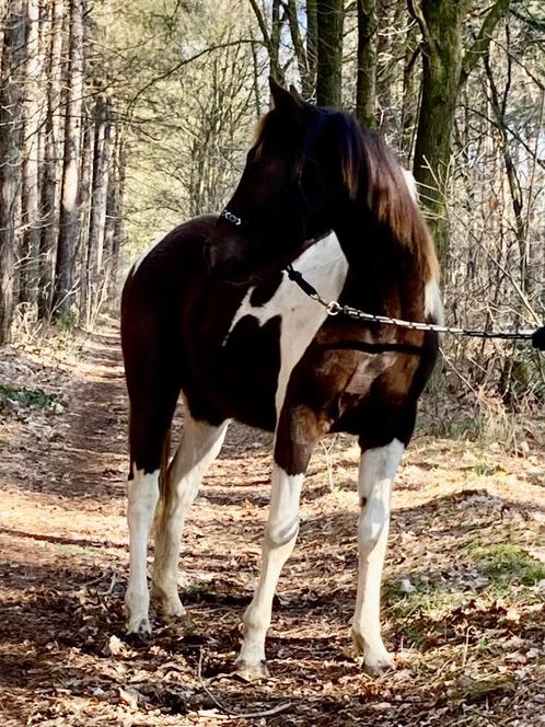 recreatie / western paardje te koop, Dieren en Toebehoren, Paarden en Pony's | Dekens en Dekjes, Ophalen of Verzenden