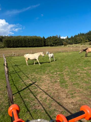 Maison d'élevage de chevaux etde retraite pour vieux chevaux