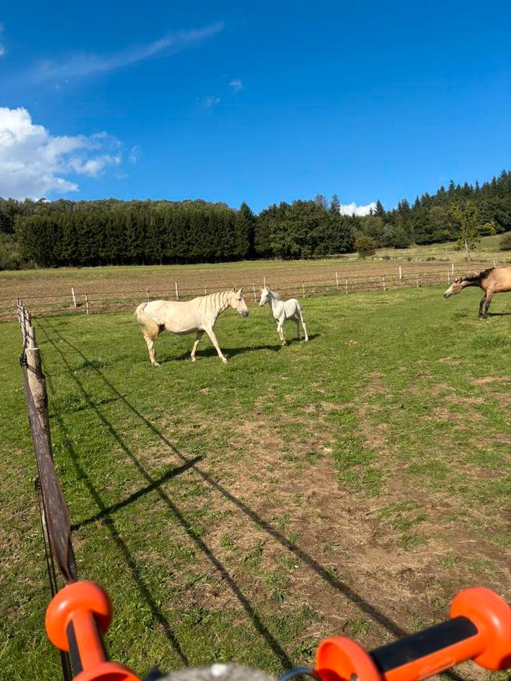 Maison d'élevage de chevaux etde retraite pour vieux chevaux, Animaux & Accessoires, Box & Pâturages, Élevage, 4 chevaux ou poneys ou plus
