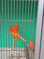 rode kanaries, Dieren en Toebehoren, Vogels | Kanaries, Meerdere dieren, Kleurkanarie