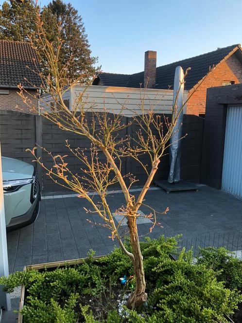 Acer palmatum, Tuin en Terras, Planten | Bomen, Overige soorten, 250 tot 400 cm, Volle zon, Zomer, Ophalen