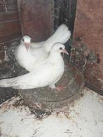 Jonge witte en gekleurde duiven, pauwstaarten