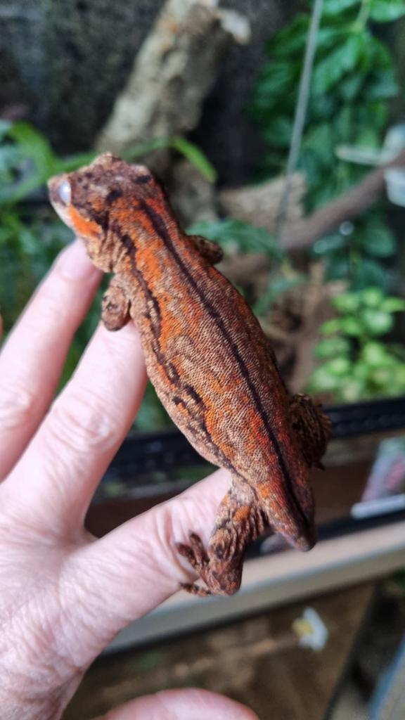 Rhacodactylus Auriculatus Gargoyle gekko vrouw, Animaux & Accessoires, Reptiles & Amphibiens