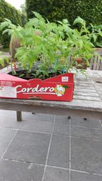 Tomaten- en paprika/pepers, Jardin & Terrasse, Plantes | Jardin, Annuelle, Enlèvement, Plantes potagères, Été