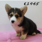 Chiots Welsh Corgi à vendre, Animaux & Accessoires, Chiens | Bergers & Bouviers, 15 semaines à 1 an, Parvovirose, Autres races