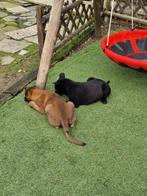 Mechelse Herder Puppy's, Parvovirose, 8 à 15 semaines, Plusieurs, Éleveur | Loisir