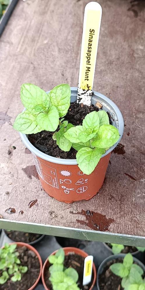 Sinaasappel Munt, Tuin en Terras, Planten | Tuinplanten, Vaste plant, Kruiden, Halfschaduw, Zomer, Ophalen of Verzenden