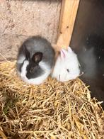 Dwergkonijntjes, Dieren en Toebehoren