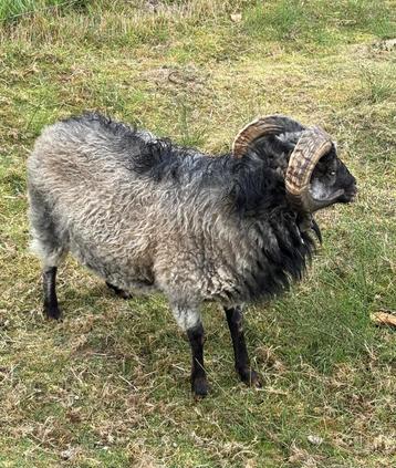Ouessantschaap beschikbaar voor biedingen