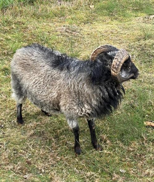 Ouessantschaap, Dieren en Toebehoren, Overige Dieren, Meerdere dieren, Mei