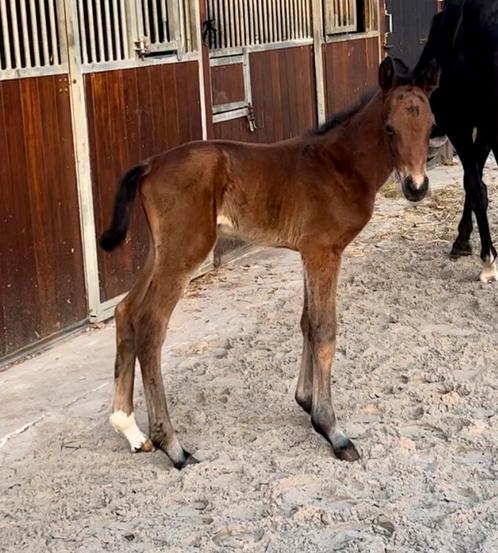 Hengstenveulen te koop!, Dieren en Toebehoren, Paarden, Z