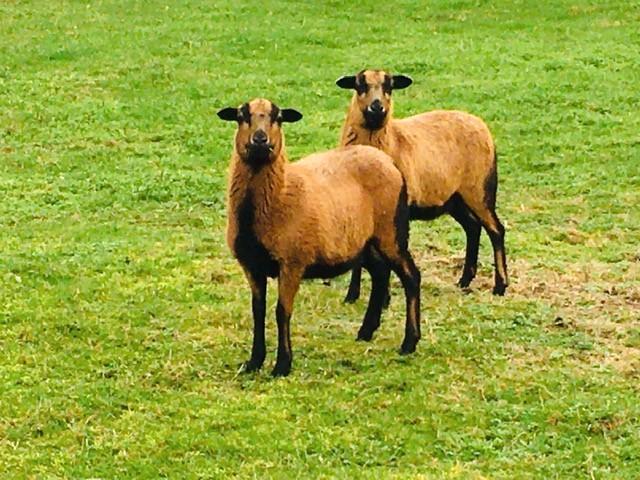 Jonge mooie ras Kameroen ooien, Animaux & Accessoires, Moutons, Chèvres & Cochons, Mouton, Femelle, 0 à 2 ans