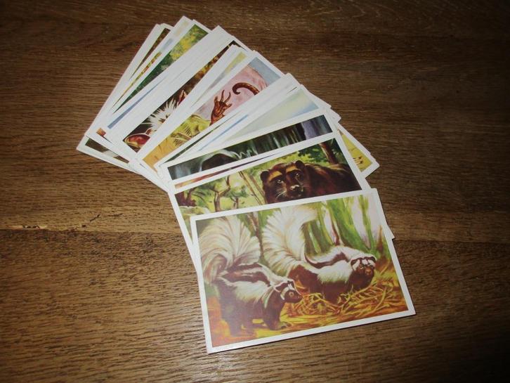 50 CHROMOS PEPERKOEK PATRIA GENT WONDEREN DIERENWERELD, Verzamelen, Foto's en Prenten, Zo goed als nieuw, Prent, Dier, Ophalen of Verzenden