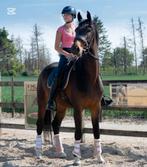 De niro merrie, Dieren en Toebehoren, Paarden, Merrie