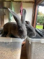 Blauw van Ham , voedsters, Dieren en Toebehoren, Konijnen