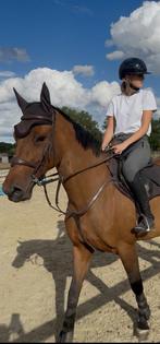 Kadance z, Dieren en Toebehoren, Paarden, Merrie, Springpaard, Gechipt, Niet van toepassing