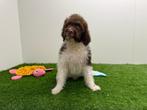 Lagotto Romagnolo pups, België, Overige rassen, CDV (hondenziekte), 8 tot 15 weken