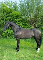 Prachtige 4 j dressuur ruin te koop jayson x ferro, Dieren en Toebehoren, Paarden