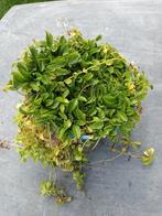 Mazus Reptans Alba, Tuin en Terras, Planten | Tuinplanten, Ophalen, Halfschaduw
