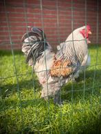 Brahma jonge haantjes, Dieren en Toebehoren