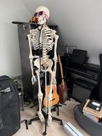Skelet voor student anatomie - full size, Diversen, Ophalen, Zo goed als nieuw