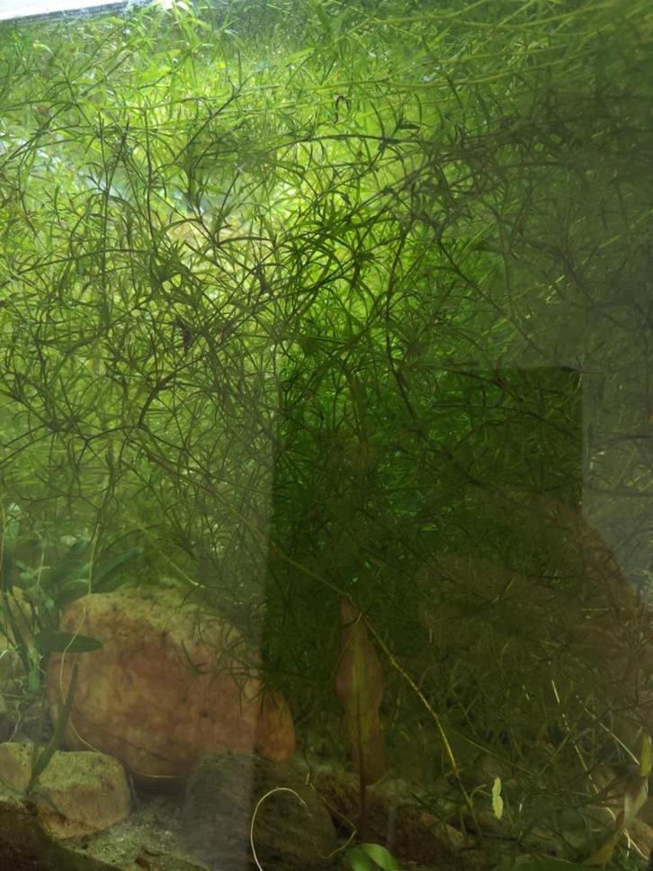 Guppygrass, Dieren en Toebehoren, Vissen | Aquaria en Toebehoren, Nieuw, Plant(en), Steen of Hout, Ophalen of Verzenden