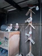 Duiven, Plusieurs animaux, Autres espèces