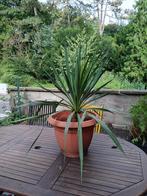 Grand Yucca, Ophalen, Eenjarig, Overige soorten