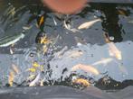 australische koi s, Dieren en Toebehoren, Karper of Koi
