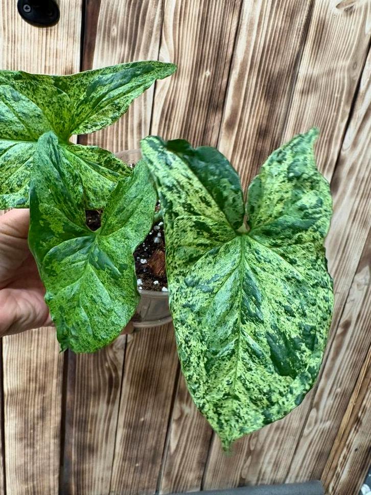 Syngonium Mojito, Huis en Inrichting, Kamerplanten, Ophalen