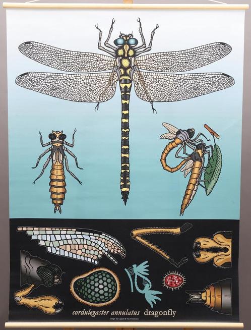 Schoolplaat van libelle, Antiek en Kunst, Antiek | Schoolplaten, Natuur en Biologie, Ophalen of Verzenden