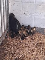 Loopeenden, Dieren en Toebehoren, Pluimvee, Geslacht onbekend, Eend