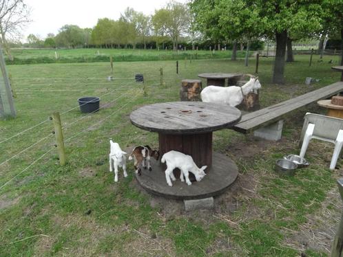 Geiten en geitjes, Dieren en Toebehoren, Schapen, Geiten en Varkens, Geit, Meerdere dieren, 0 tot 2 jaar